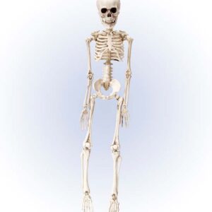 Esqueleto Plástico 50cm